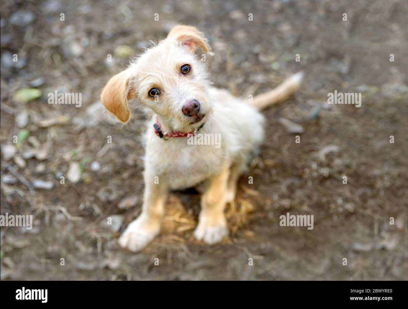 Imágenes divertidas de perros fotografías e imágenes de alta resolución -  Alamy