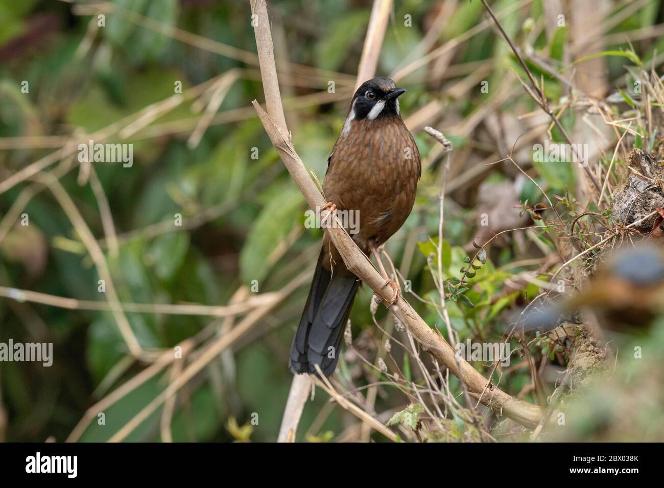 Risas de cara negra, affine Trochalopteron, Parque Nacional Gorumara, Bengala Occidental, India Foto de stock