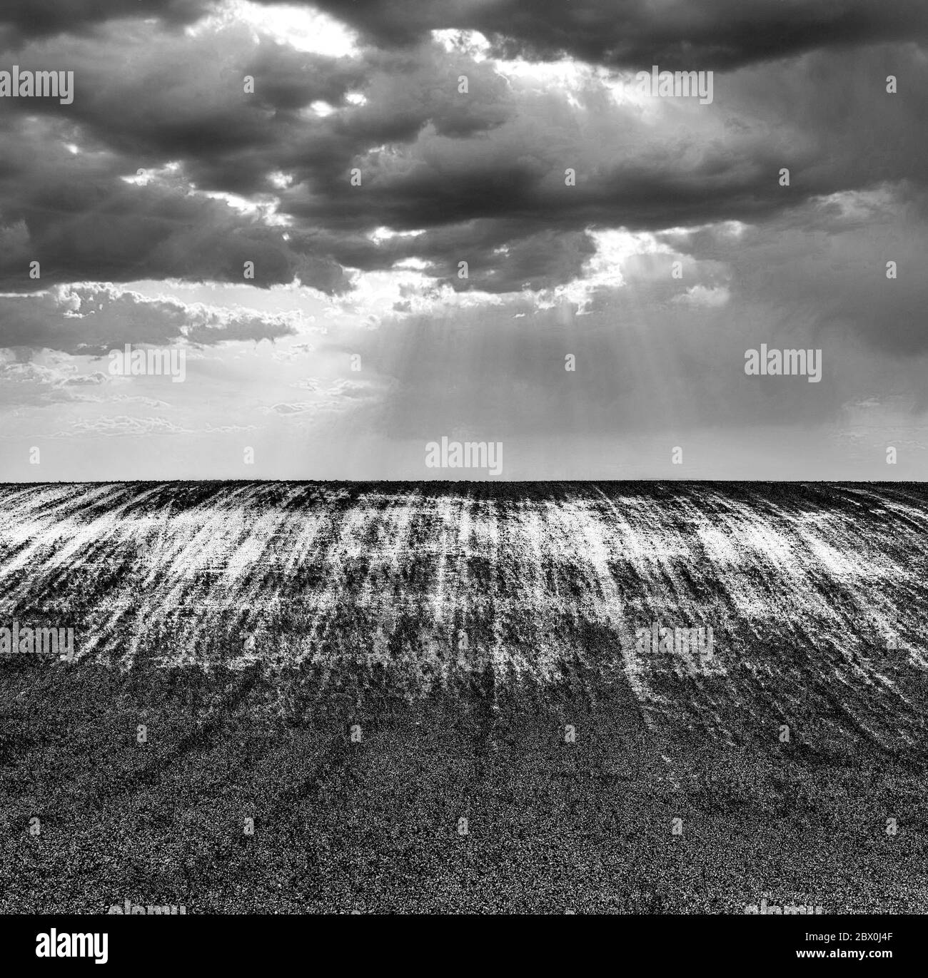 Captura en escala de grises de campo de hierba largo Foto de stock