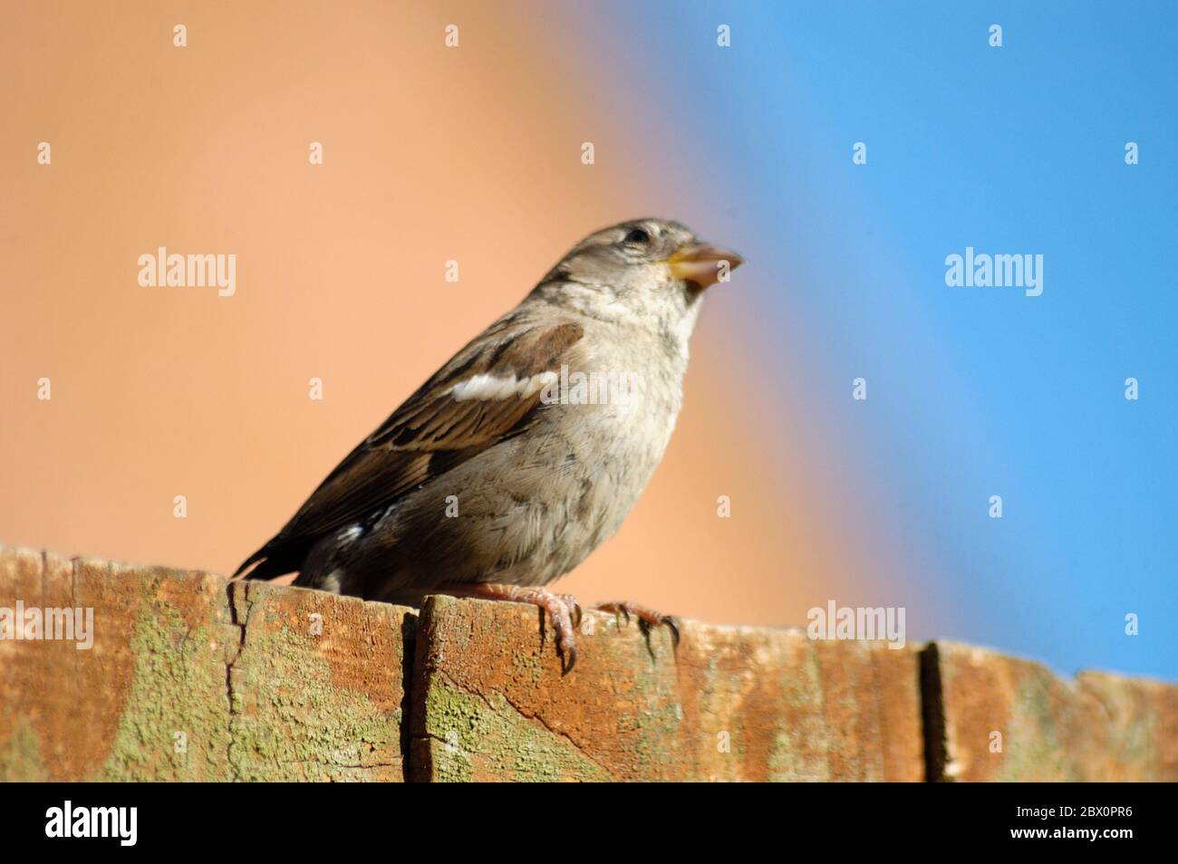 Casa Sparrow (Passer domesticu) Foto de stock