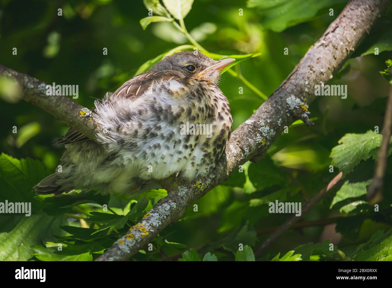 Fieldfare - un pequeño pájaro joven en una rama del árbol Foto de stock