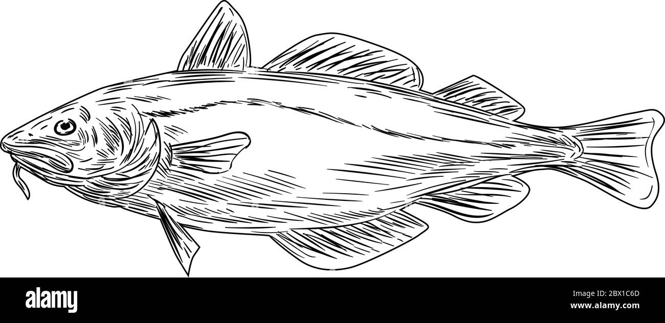 Dibujo Blanco Y Negro De Un Bacalao Del Atlantico O Gadus Morhua Un Pez Bentopelagico De La Familia Gadidae Tambien Conocido Como Bacalao O Codling Vie Imagen Vector De Stock Alamy