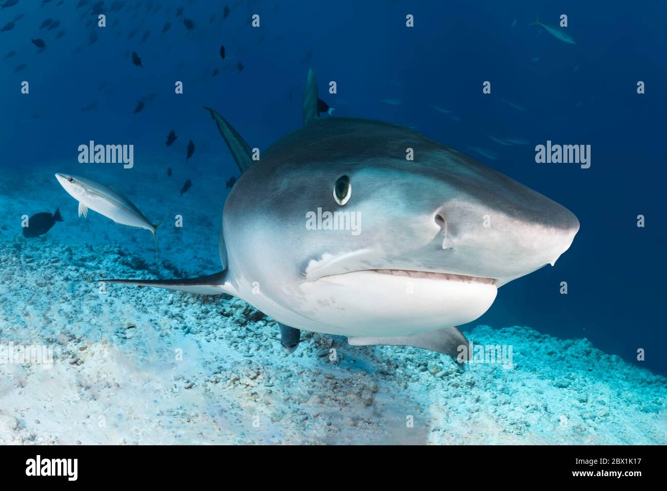 Tiburón Tigre (Galeocerdo cuvier) desde el frente, retrato, con caballa arcoiris (Elagatis bipinnulata), Océano Índico, Isla Fuvahmullah, Gnaviyani Foto de stock