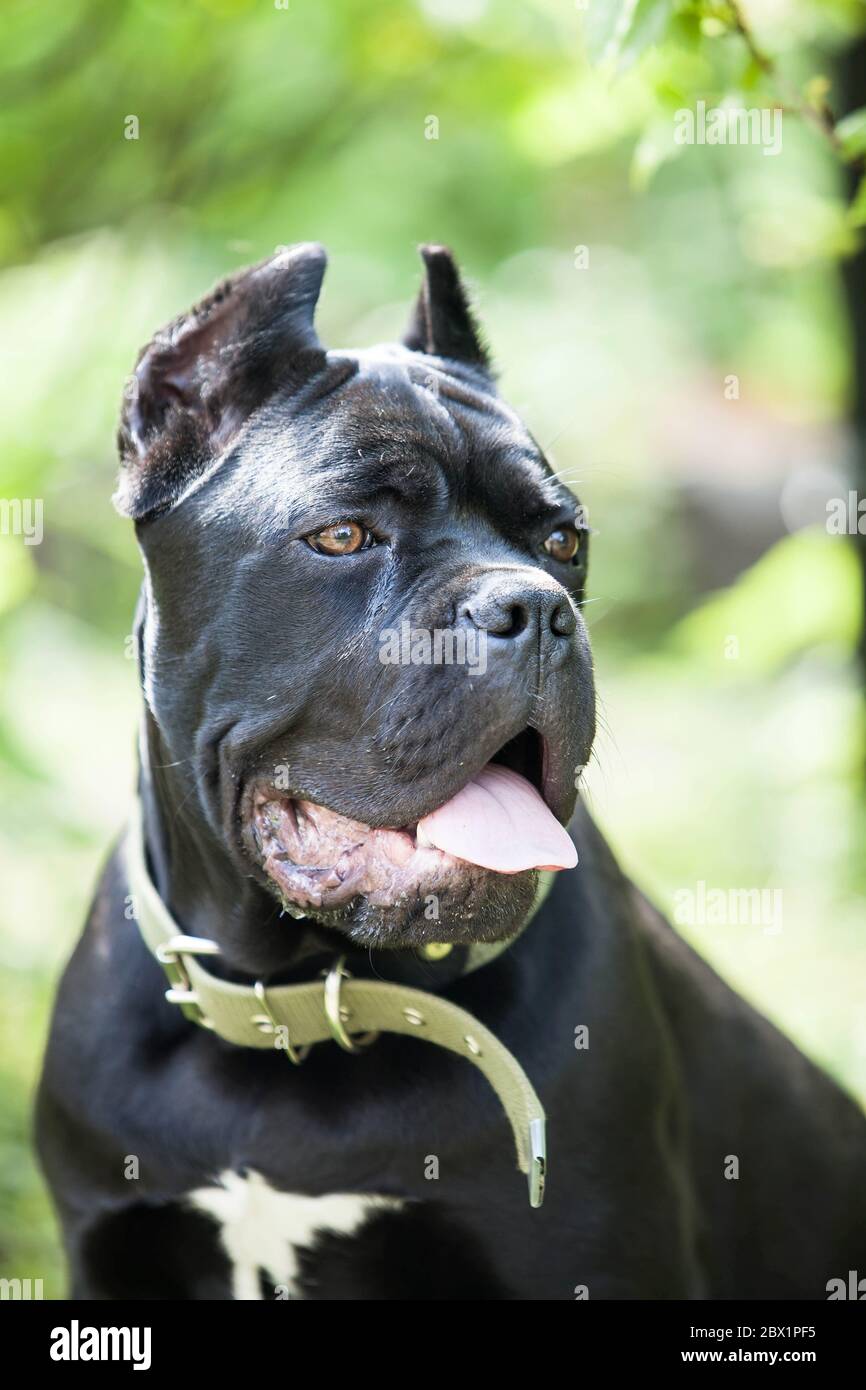 retrato de un perro joven de la raza caña-Corso sobre un fondo de follaje verde brillante Foto de stock