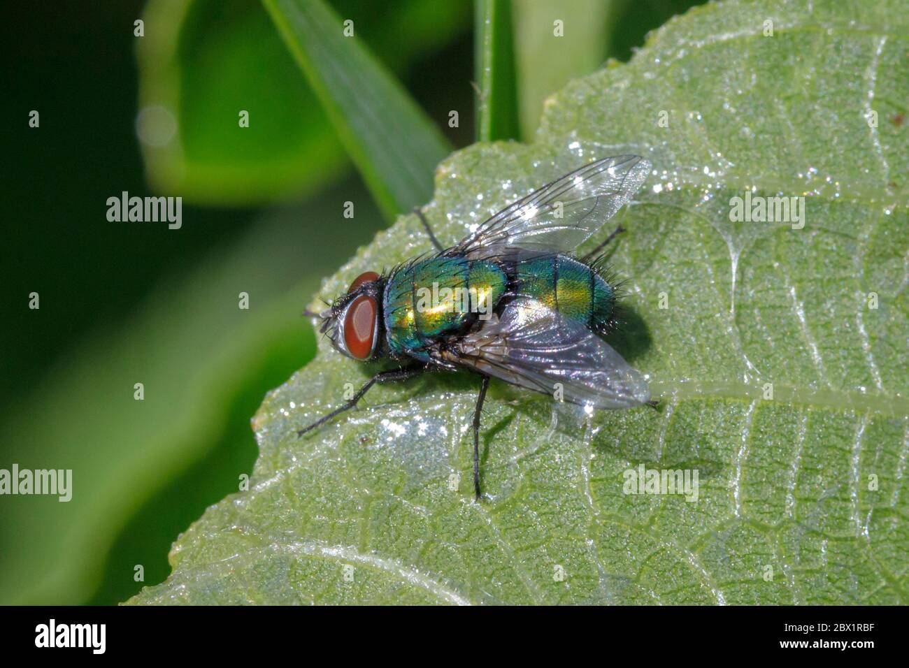 Blowfly (especies de Lucilia) Sussex, jardín del Reino Unido Foto de stock