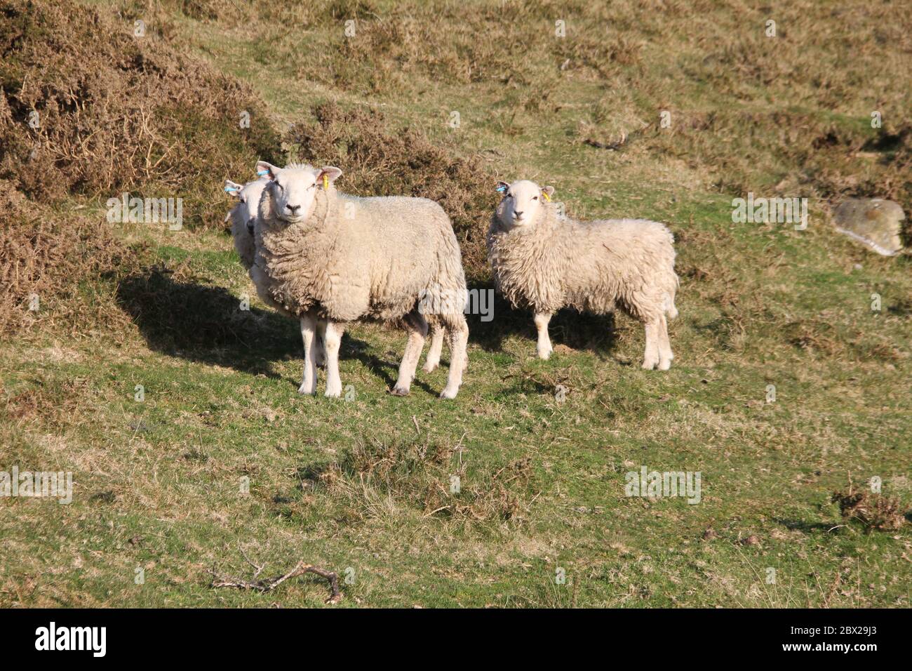 Cría de ovejas en Gales. Reino Unido Foto de stock