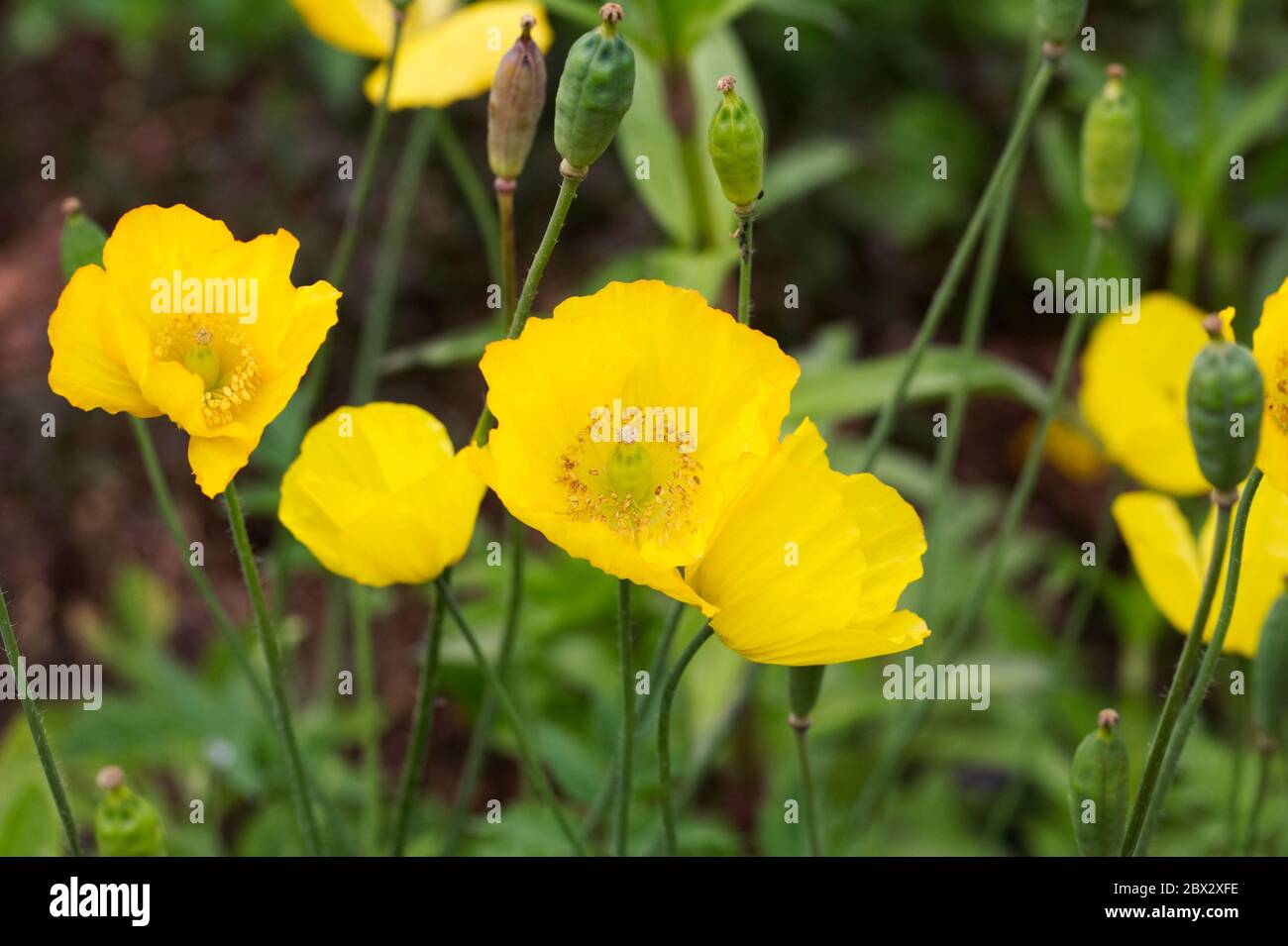 Meconopsis cambrica crece en un jardín inglés. Foto de stock