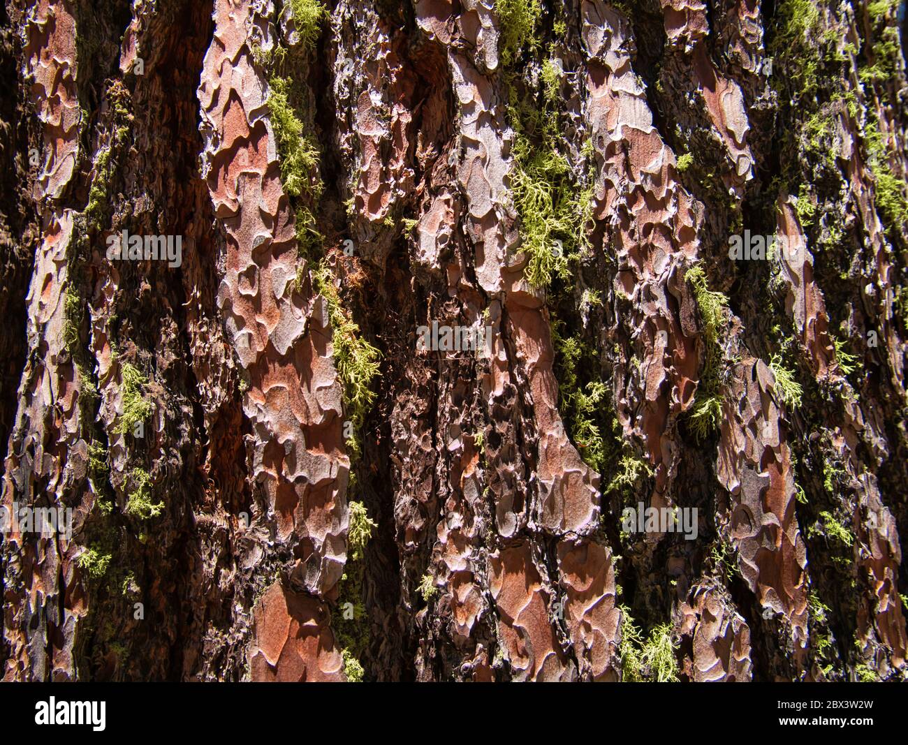 Musgo verde aislado en las ranuras profundas de una corteza de árbol gruesa Foto de stock