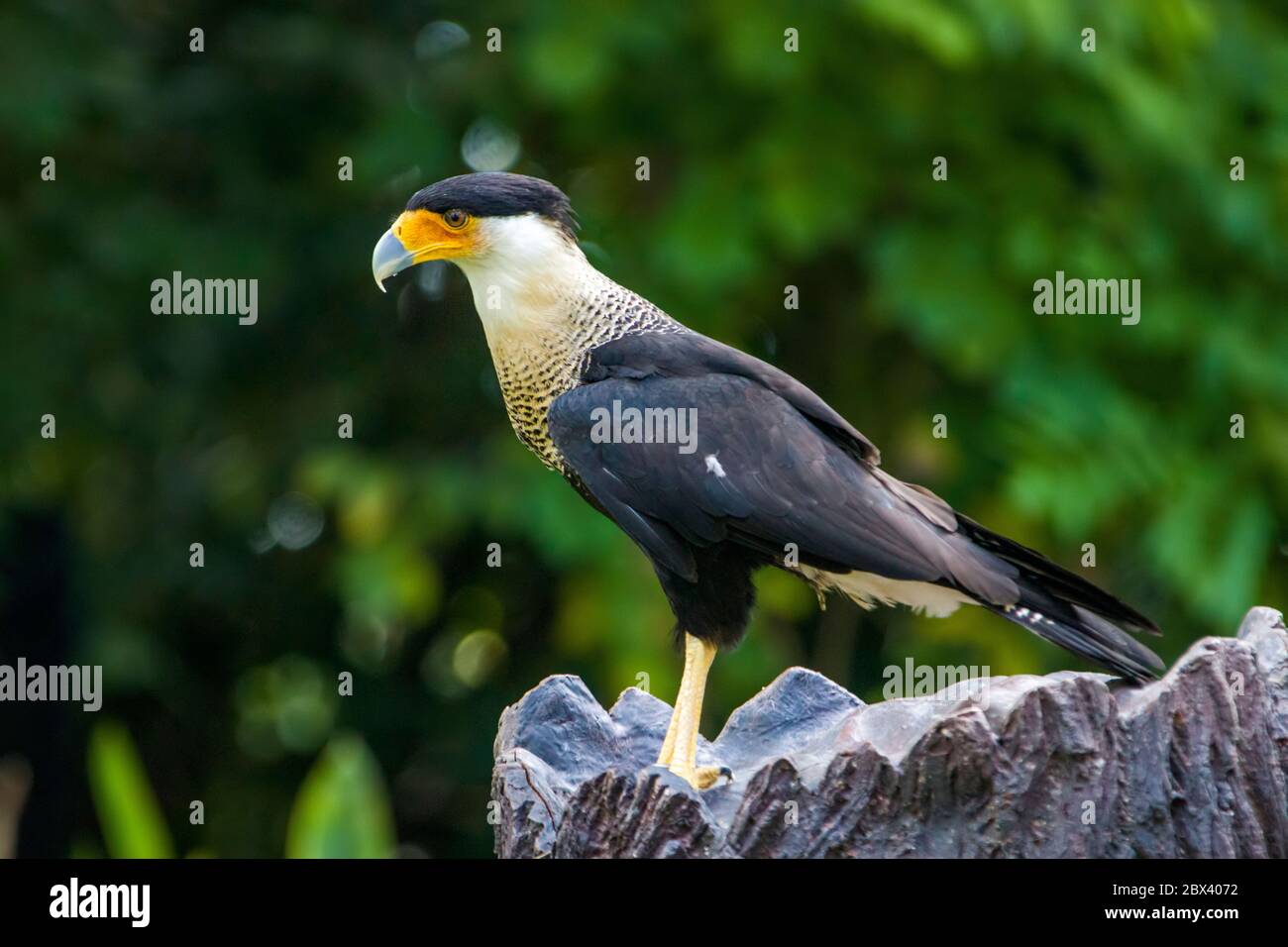 La caracara (Caracara plancus), de cresta sureña, está