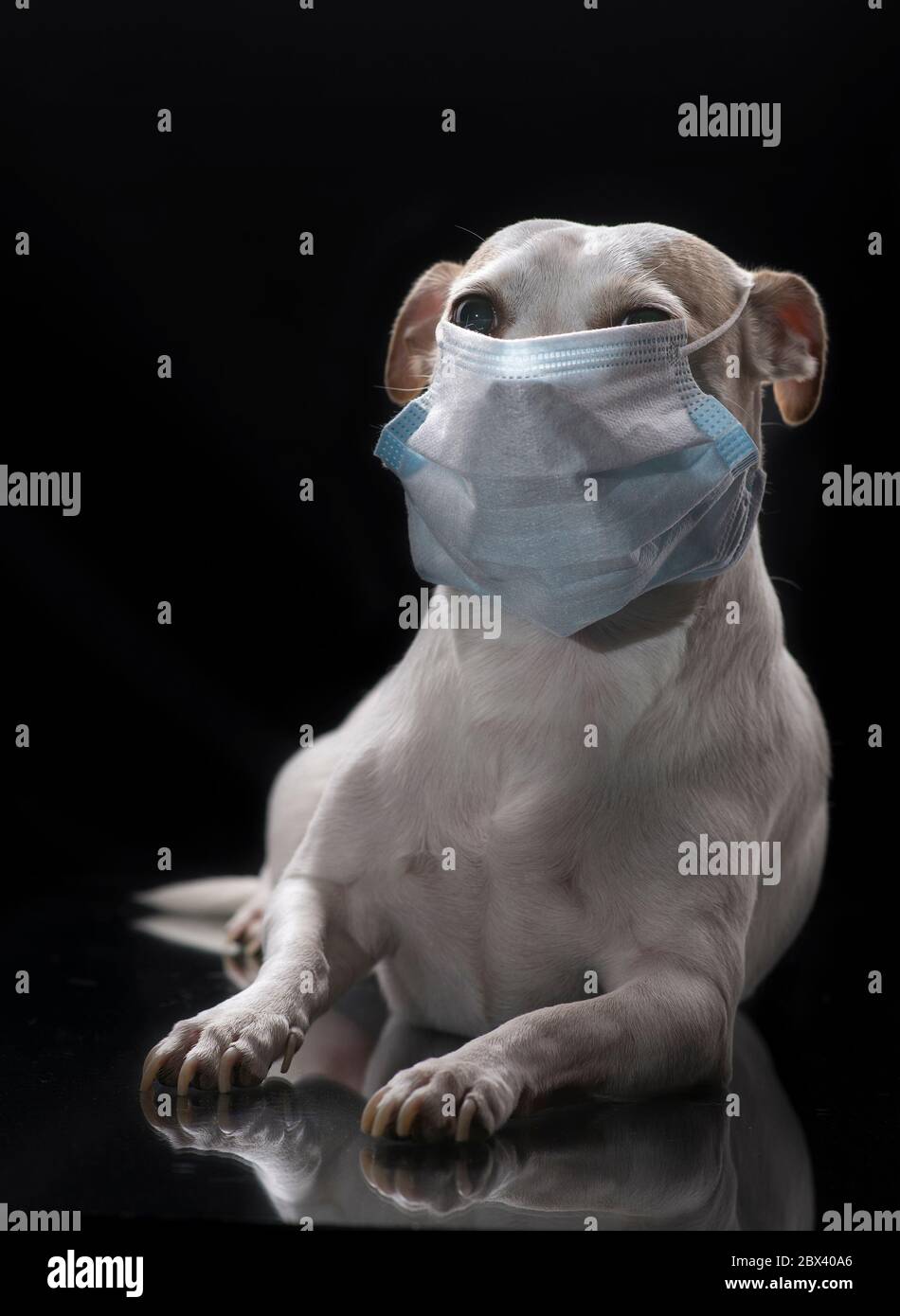 Un perro blanco de raza pequeña que lleva la cubierta de la cara o máscara de la cara. Concepto pandémico COVID 19, de fondo negro Foto de stock