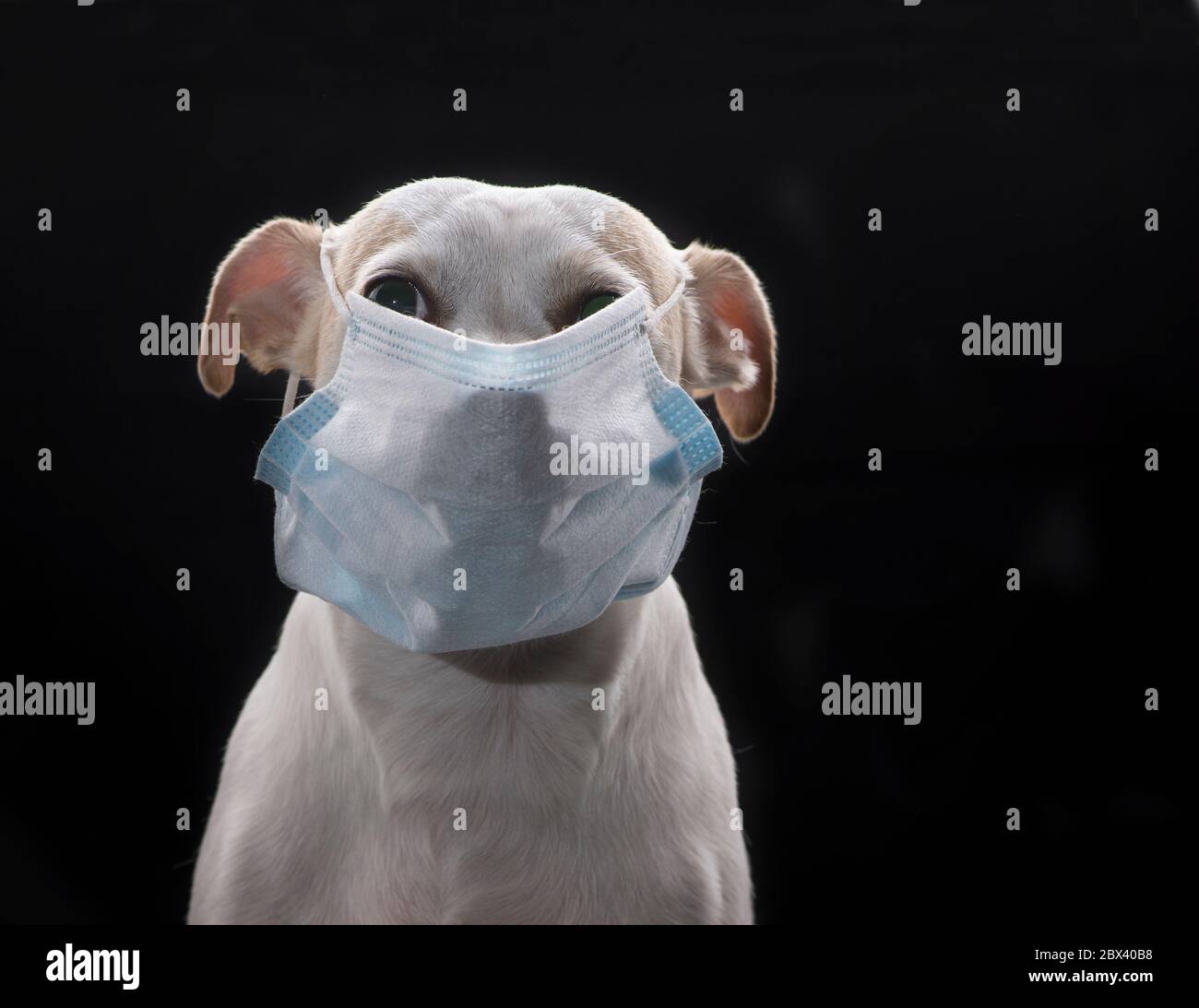 Un perro blanco de raza pequeña que lleva la cubierta de la cara o máscara de la cara. Concepto pandémico COVID 19, de fondo negro Foto de stock