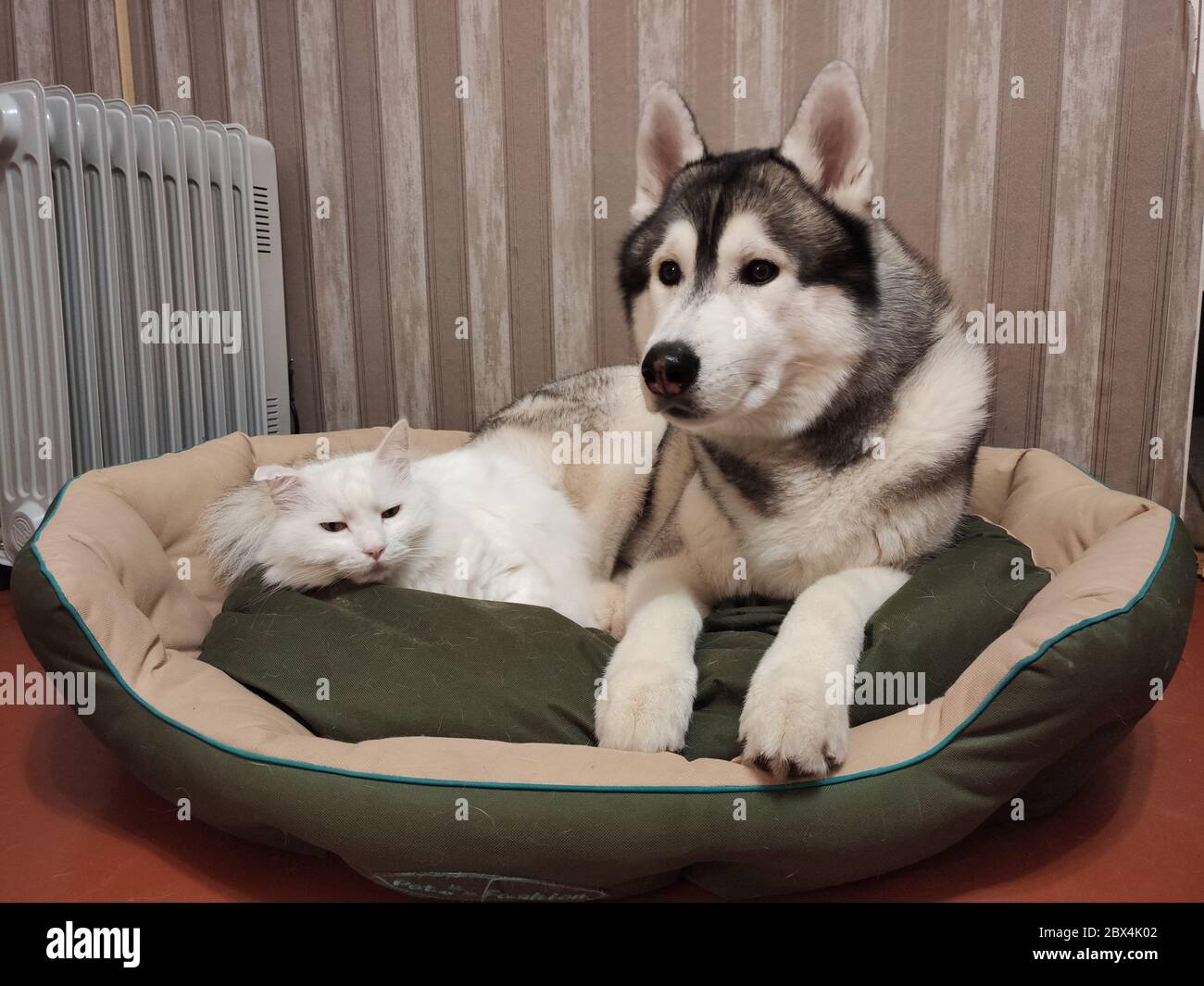 perro de husky con un gato sobre almohada Fotografía de stock - Alamy
