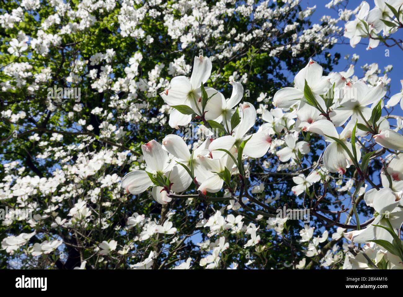 Arbustos en flor Dogwood Cornus florida 'Nube Blanca' Foto de stock