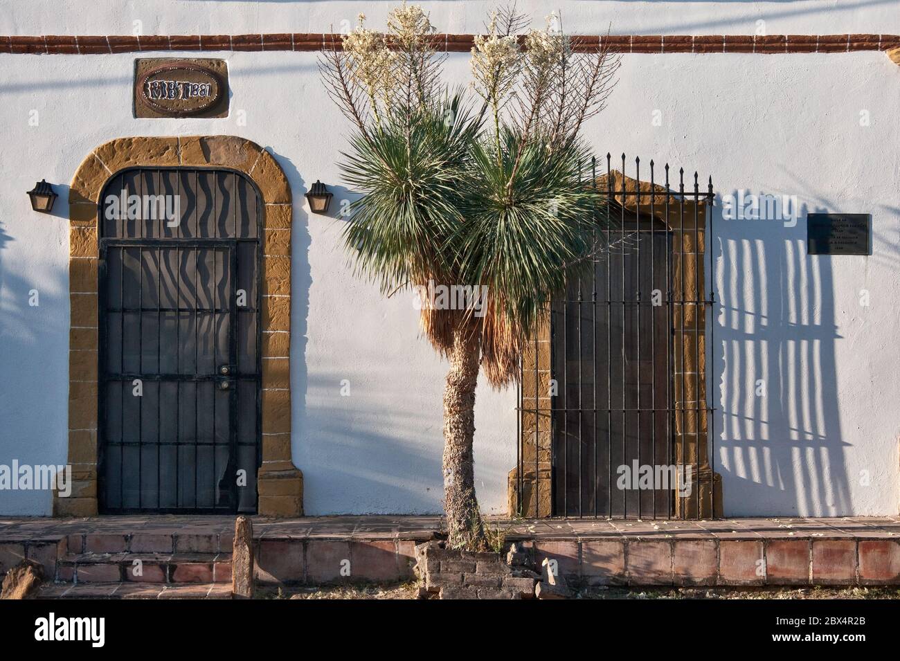 Yucca de árbol de soaptree, sombra de barras de ventanas en la Casa Manuel Benavides Trevino, 1881, en San Ygnacio cerca de Río Grande, South Texas Plains, Texas, EE.UU Foto de stock