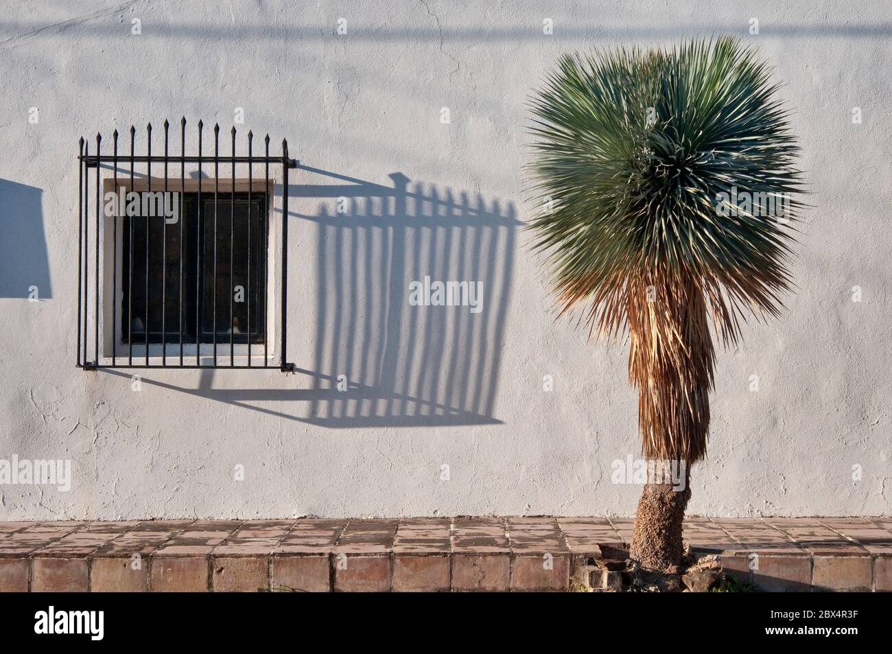 Yucca de árbol de soaptree, sombra de barras de ventanas en la Casa Manuel Benavides Trevino, 1881, en San Ygnacio cerca de Río Grande, South Texas Plains, Texas, EE.UU Foto de stock