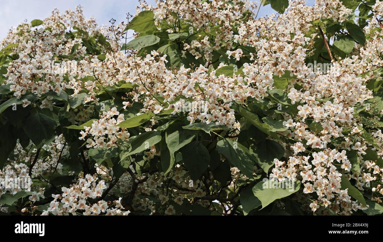 El árbol del cigarro en flor llena, Catalpa bignonioides Foto de stock