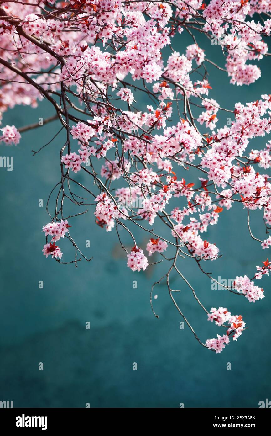 Cereza japonesa florece fondo Foto de stock