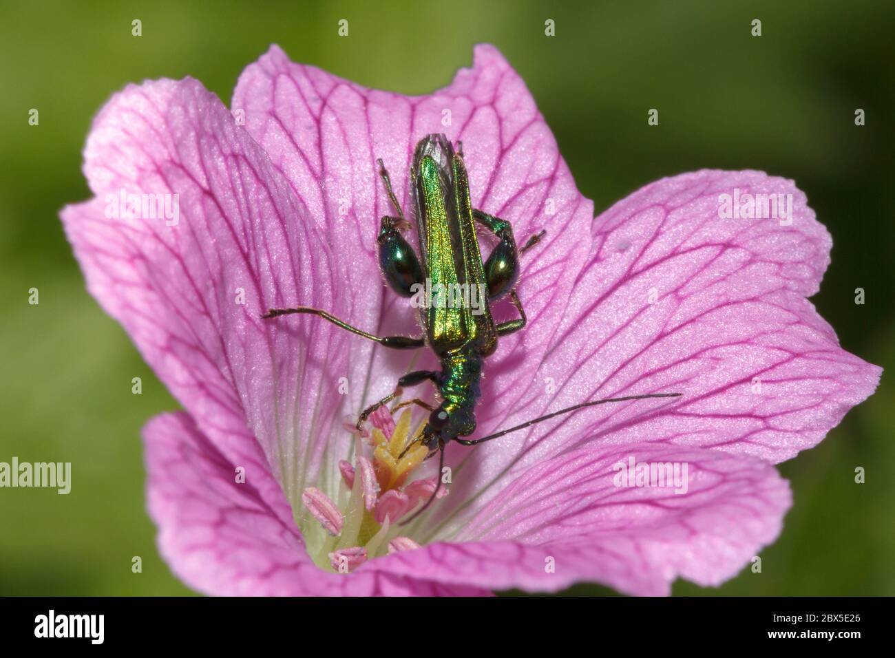 Escarabajo de flores de patas gruesas (Oedemera nobilis) Sussex garden, Reino Unido Foto de stock