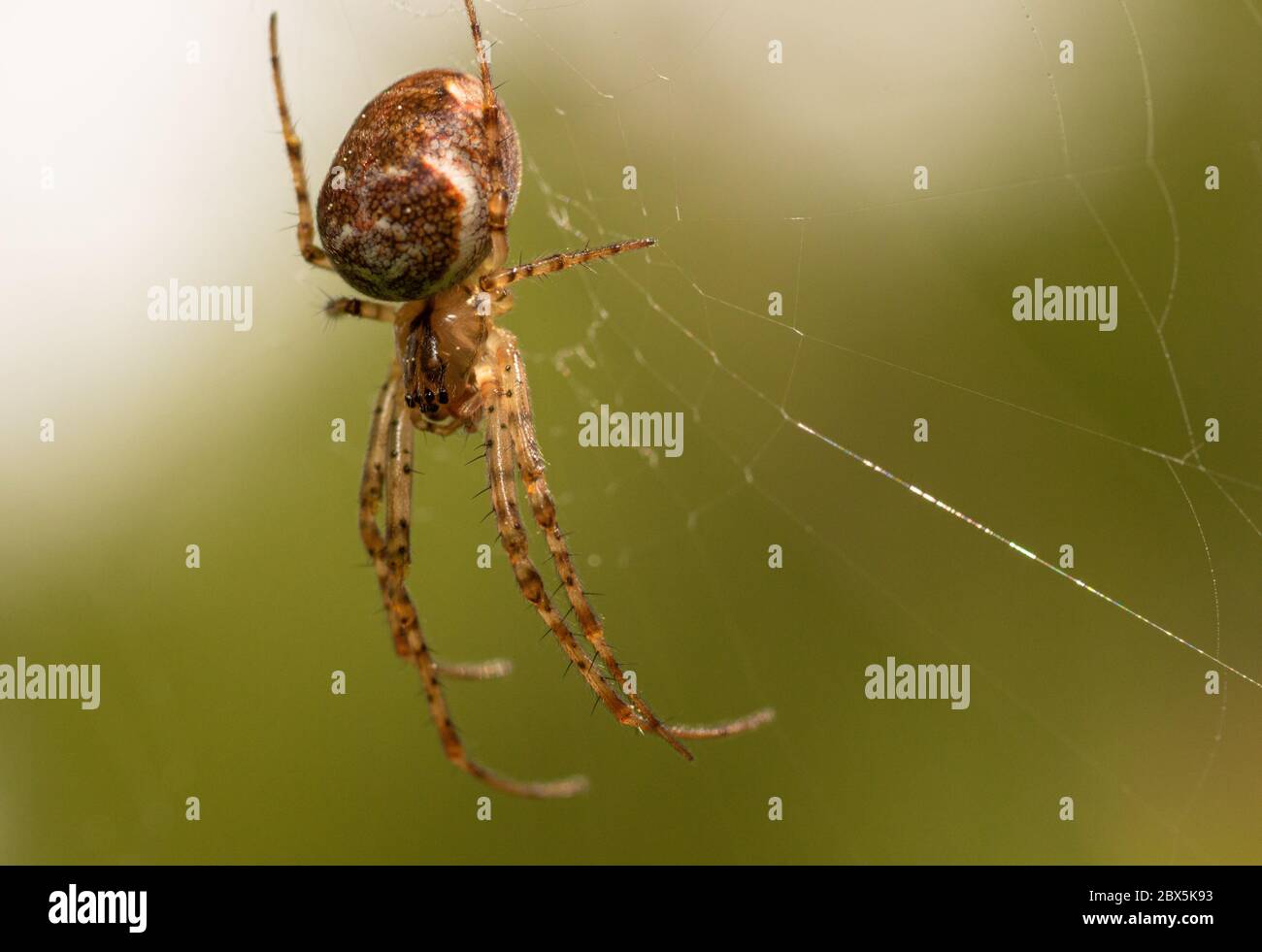 Una macro de una araña, esperando en su web en un arbusto en el Distrito de los Picos, Derbyshire, Reino Unido Foto de stock
