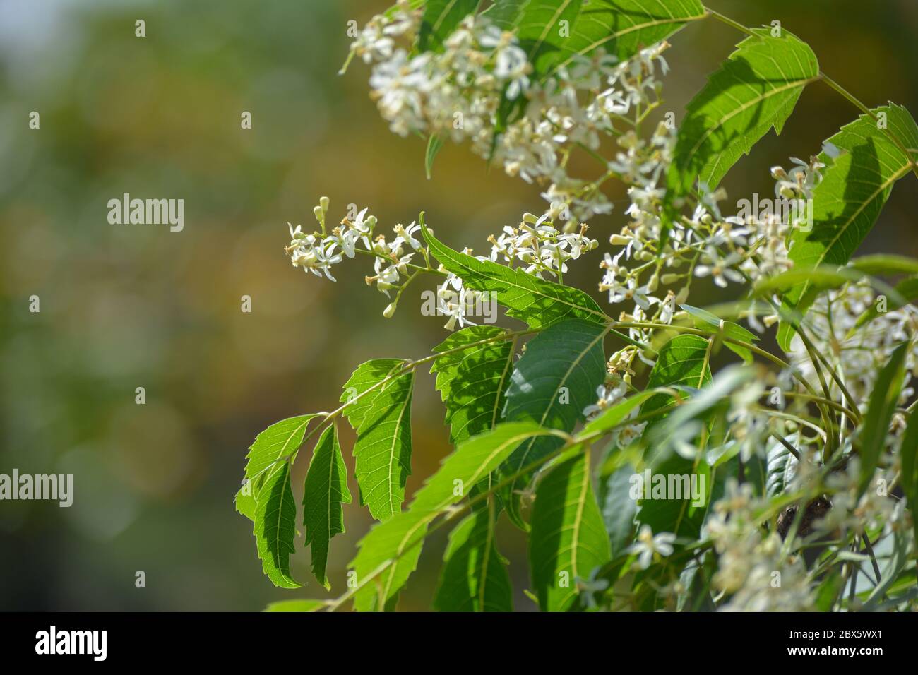 Ayurveda medicinal azadirachta indica o Neem hojas y flores. Árbol medicinal indio muy poderoso