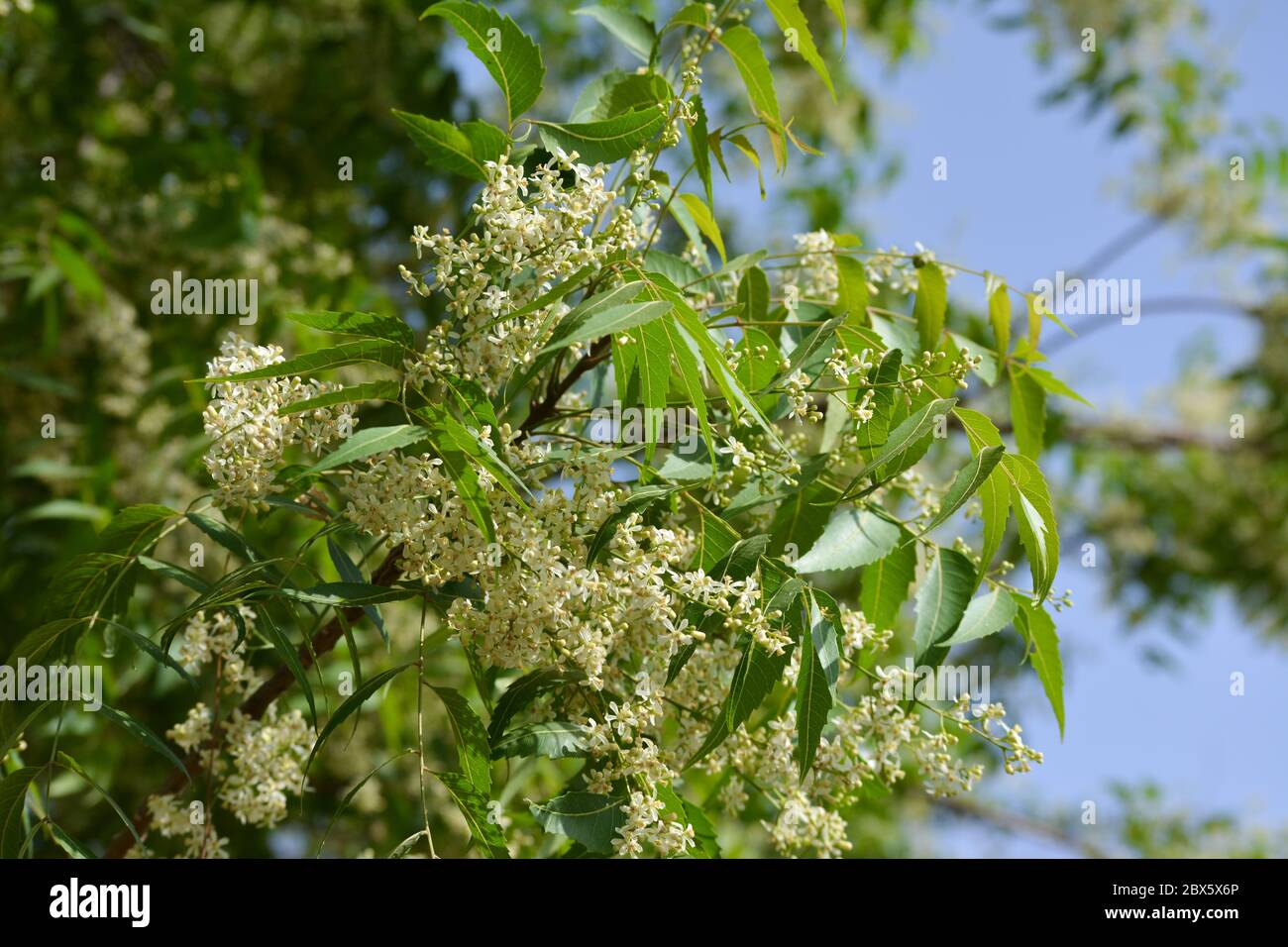 Ayurveda medicinal azadirachta indica o Neem hojas y flores. Árbol medicinal indio muy poderoso