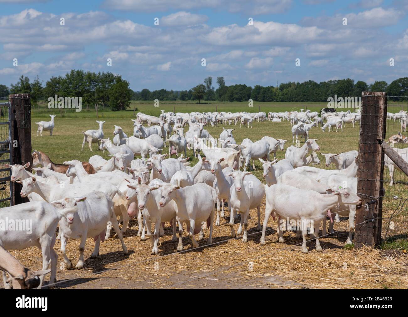 Cabras comiendo pastos en praderas altas, en Holanda, animales de granja paisaje, cielo azul y nubes blancas como fondo Foto de stock