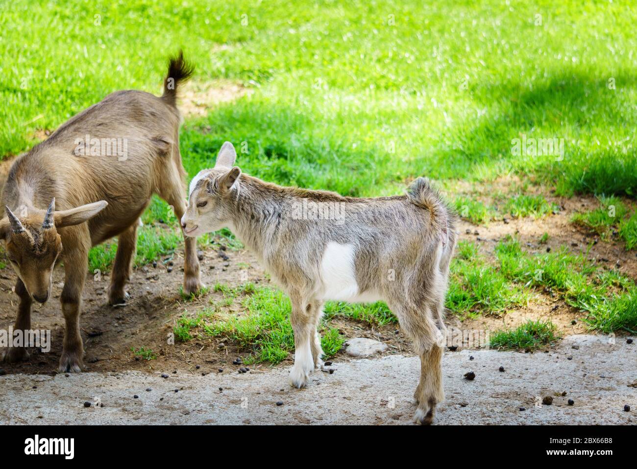 Cabras en un zoológico en Baja Baviera Alemania Foto de stock