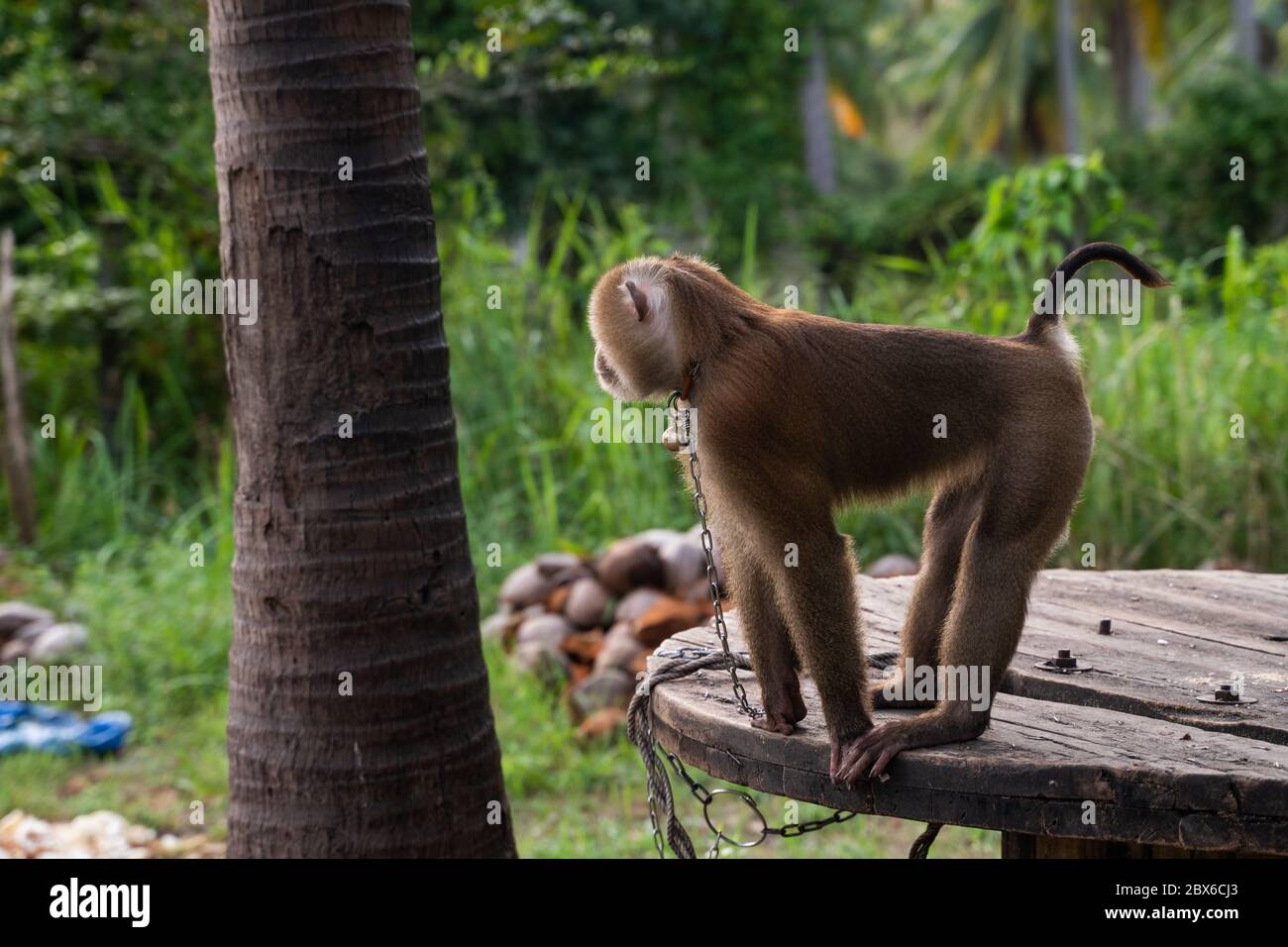 Mono encadenado con una campana el cuello en granja Fotografía de stock - Alamy