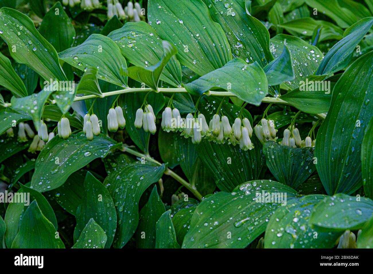 El poligonatum, también conocido como el sello del rey Salomón, es una planta con flores. Foto de stock
