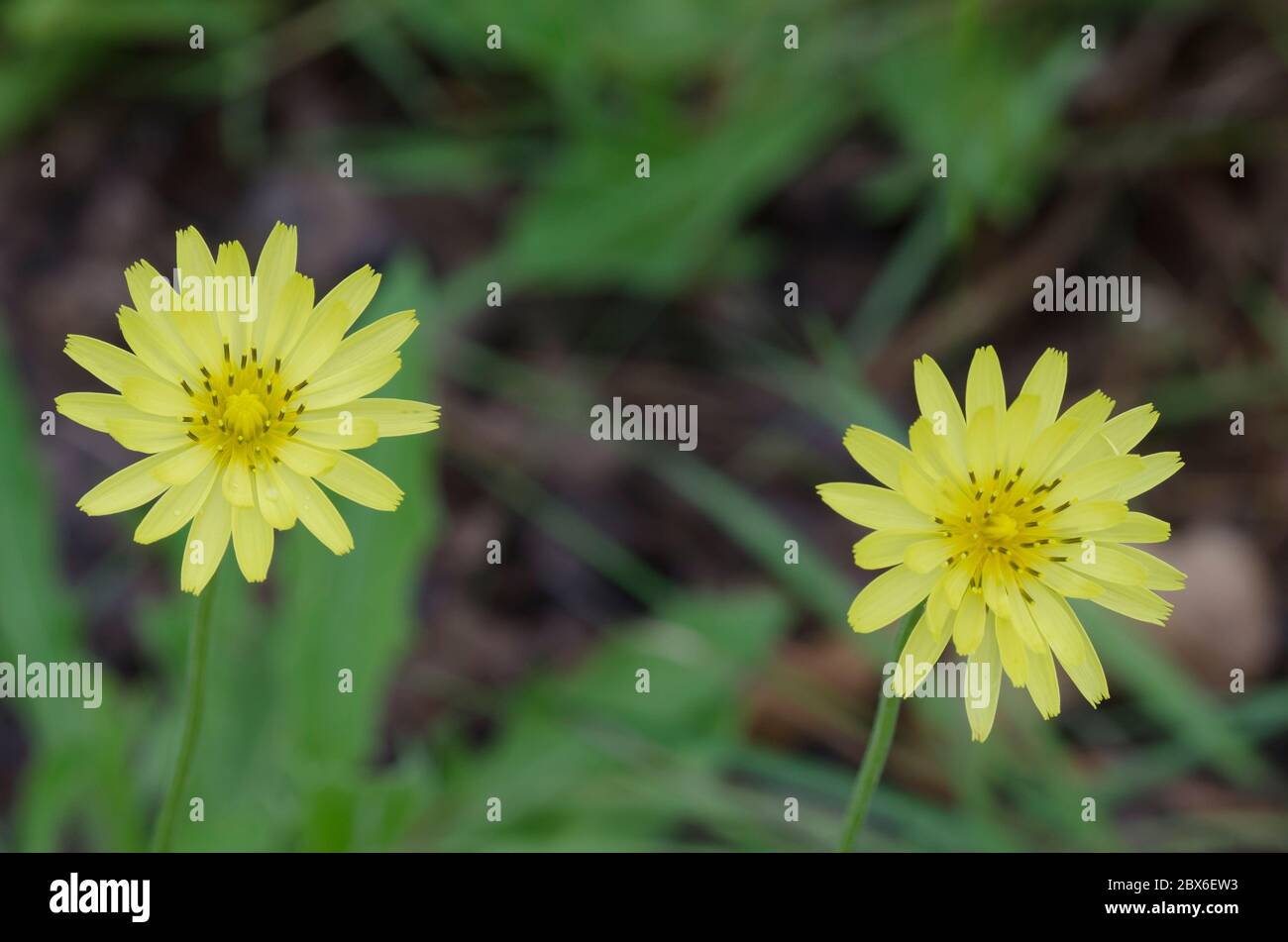 Diente de león falso, Pirrhopappus sp. Foto de stock