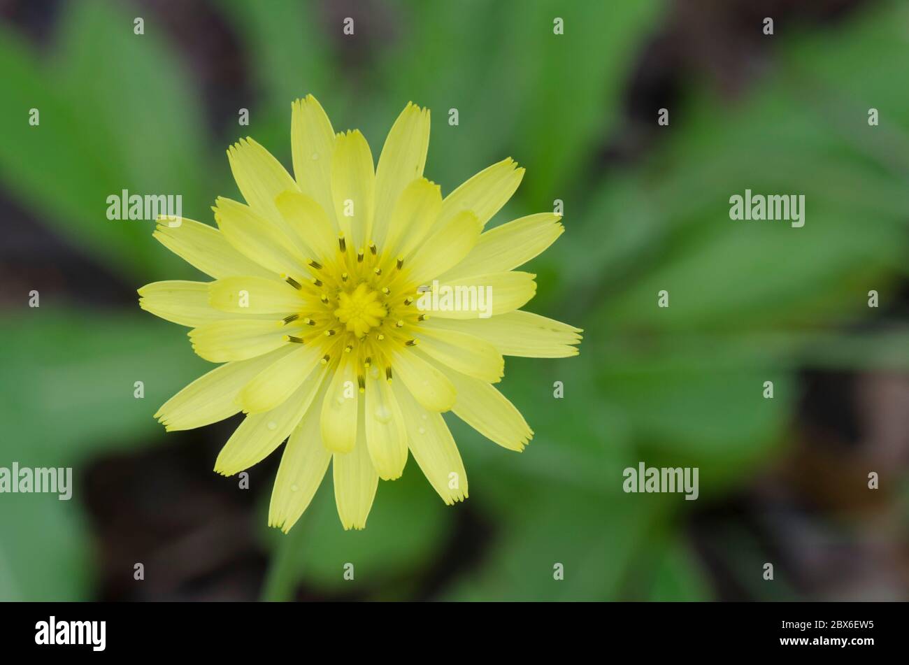 Diente de león falso, Pirrhopappus sp. Foto de stock