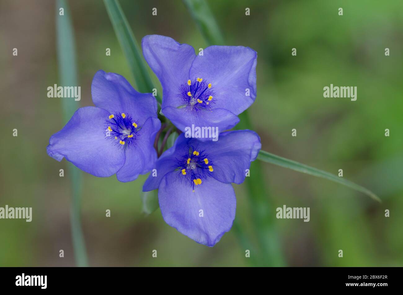 Spiderwort, Tradescantia sp. Foto de stock