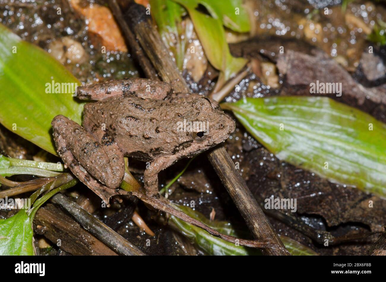 La rana de cricket de Blanchard, Acis blanchadi Foto de stock