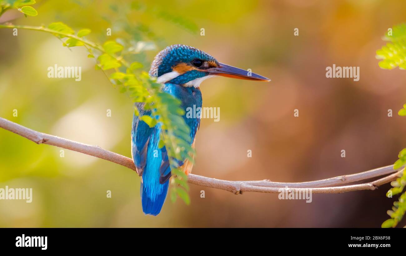 común kingfisher encaramado en un árbol / rama Foto de stock