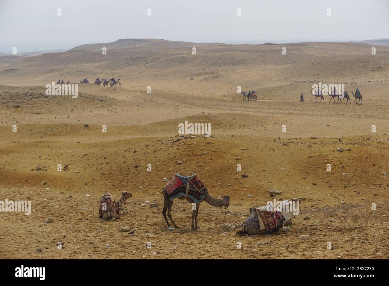 Giza, Egipto: Camellos con coloridas mantas de sillín esperan a los jinetes en arena cubierta de basura cerca del complejo de la pirámide de Khufu. Foto de stock