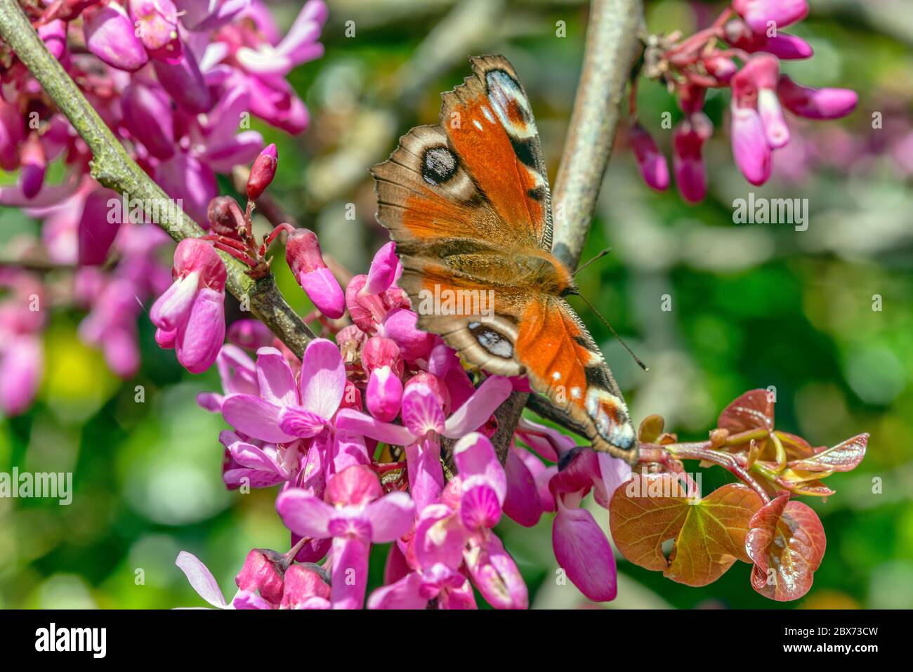 Mariposa de pavo real (Aglais io) en las ramas de los árboles de Judas (Cercis siliquastrum) en blossom cloup, Buckland Abbey, Yelverston, Devon, Inglaterra Foto de stock