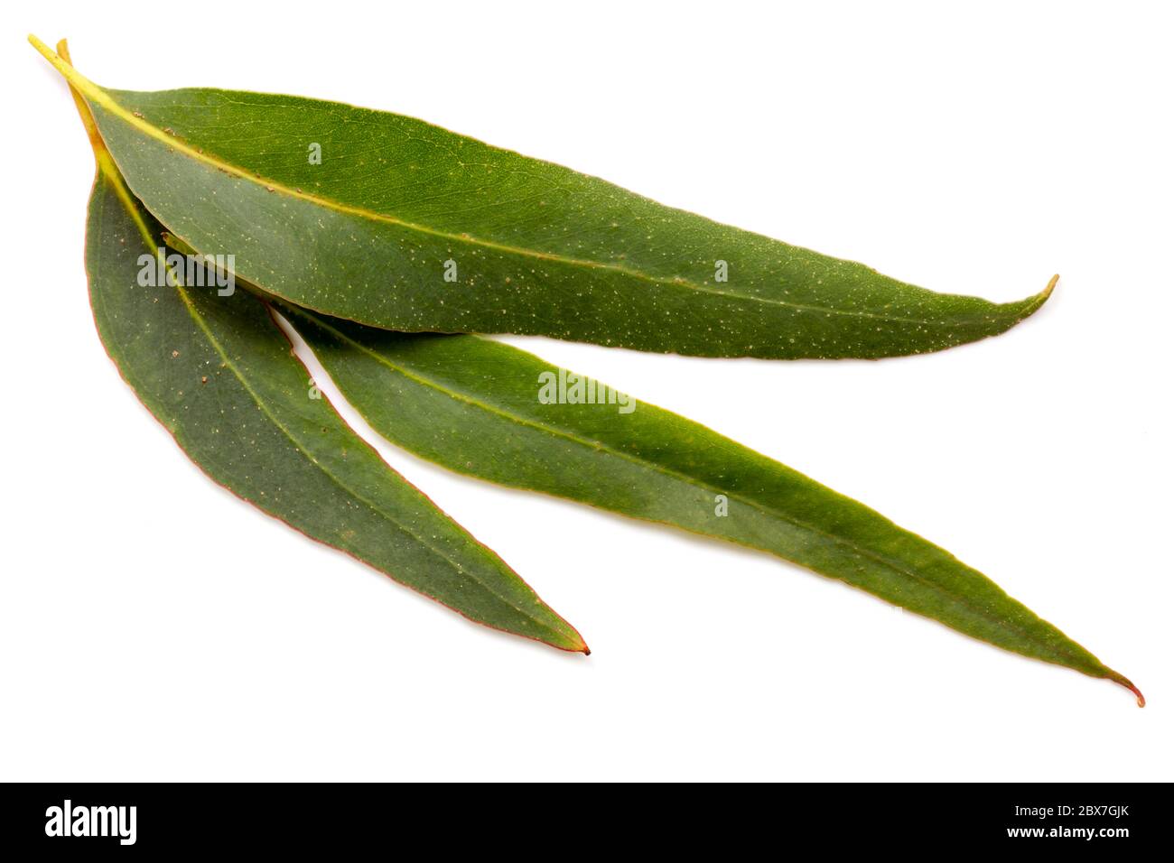 Hojas de eucalipto aisladas sobre fondo blanco. Archivo grande