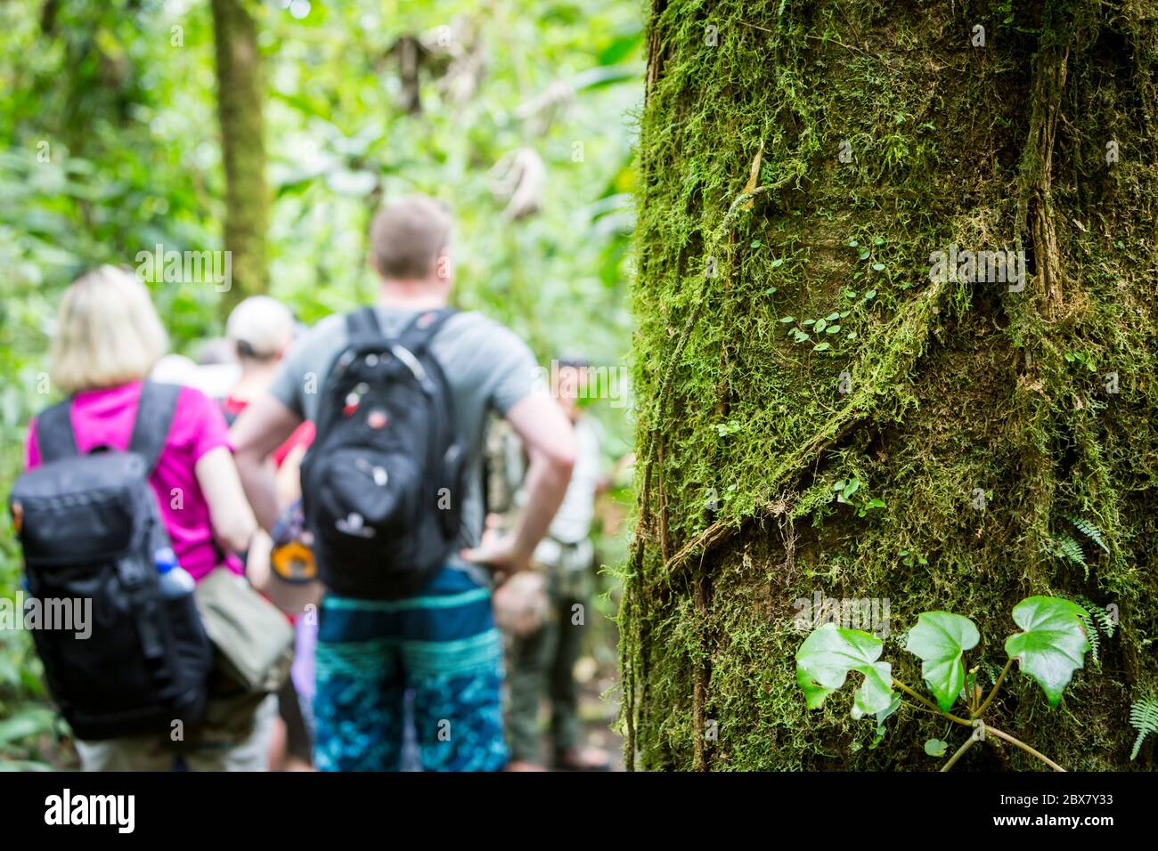 Enfoque selectivo, primer plano de árbol con musgo con excursionistas en el fondo, Sensoria, reserva de selva tropical, Rincón de la Vieja, Provincia de Alajuel Foto de stock