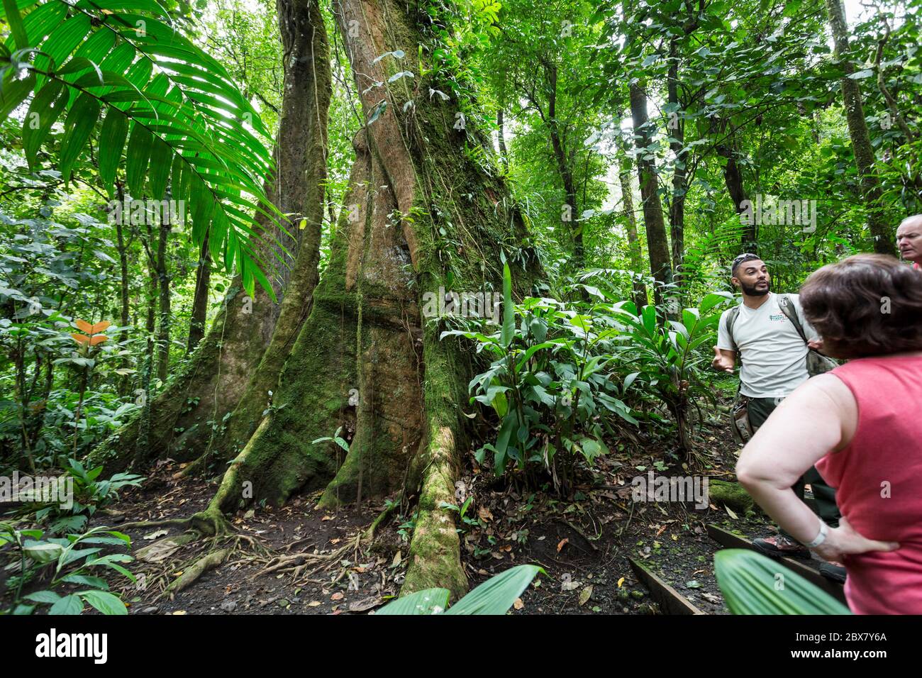 Alan, guía turístico con Swiss Travel se comunica con los excursionistas en Sensoria, reserva de selva tropical, Rincón de la Vieja, Provincia de Alajuela, Costa Foto de stock