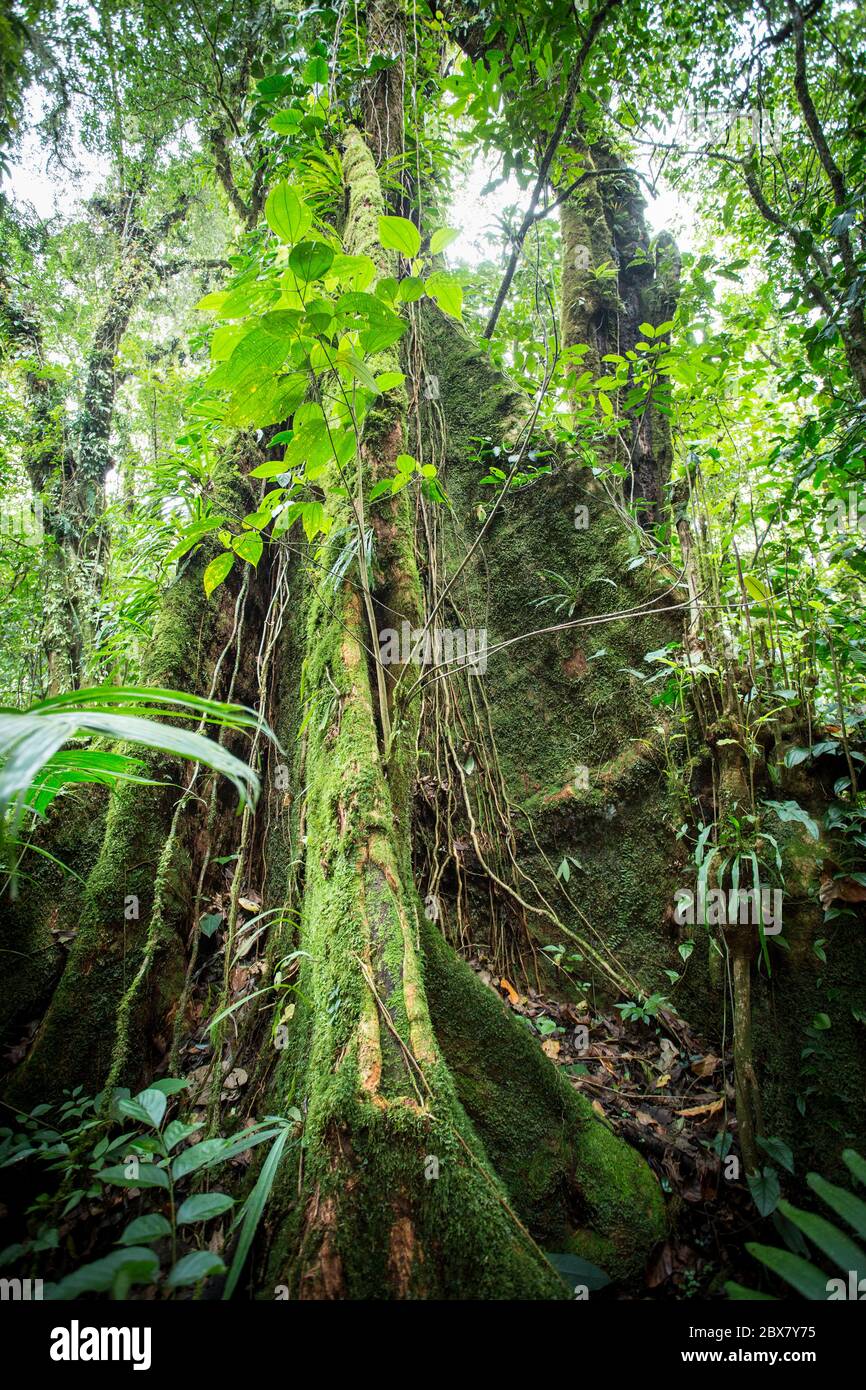 Árbol de la selva tropical con vides que compiten por la luz, el agua y el nitrógeno, Sensoria, reserva de la selva tropical, Rincón de la Vieja, Provincia de Alajuela, Foto de stock