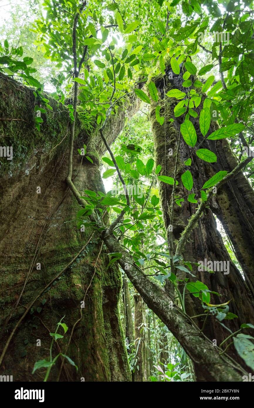 Árbol de la selva tropical con vides que compiten por la luz, el agua y el nitrógeno, Sensoria, reserva de la selva tropical, Rincón de la Vieja, Provincia de Alajuela, Foto de stock