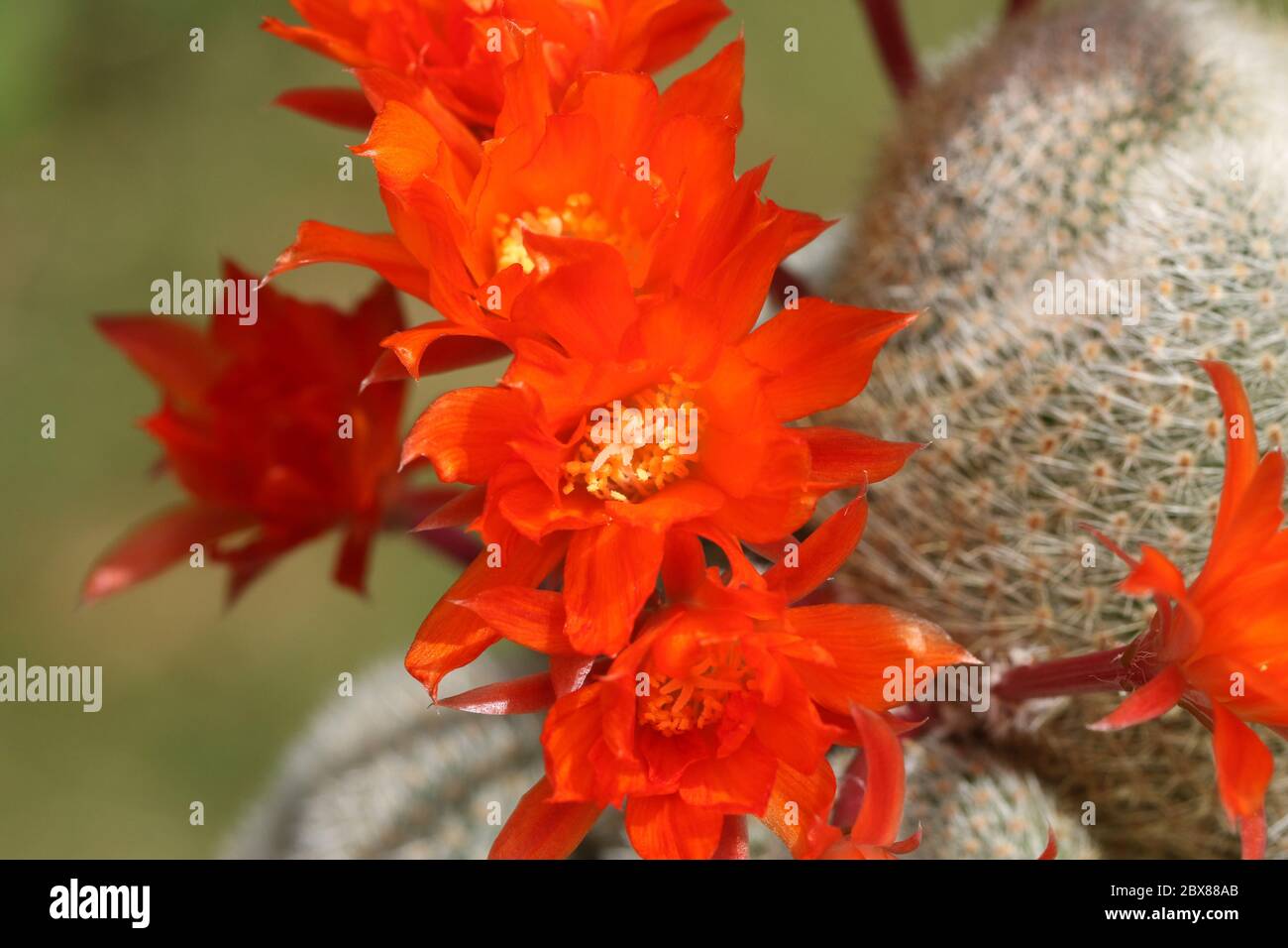 Un grupo de Cactus florido, Rebutia lima naranja. Foto de stock