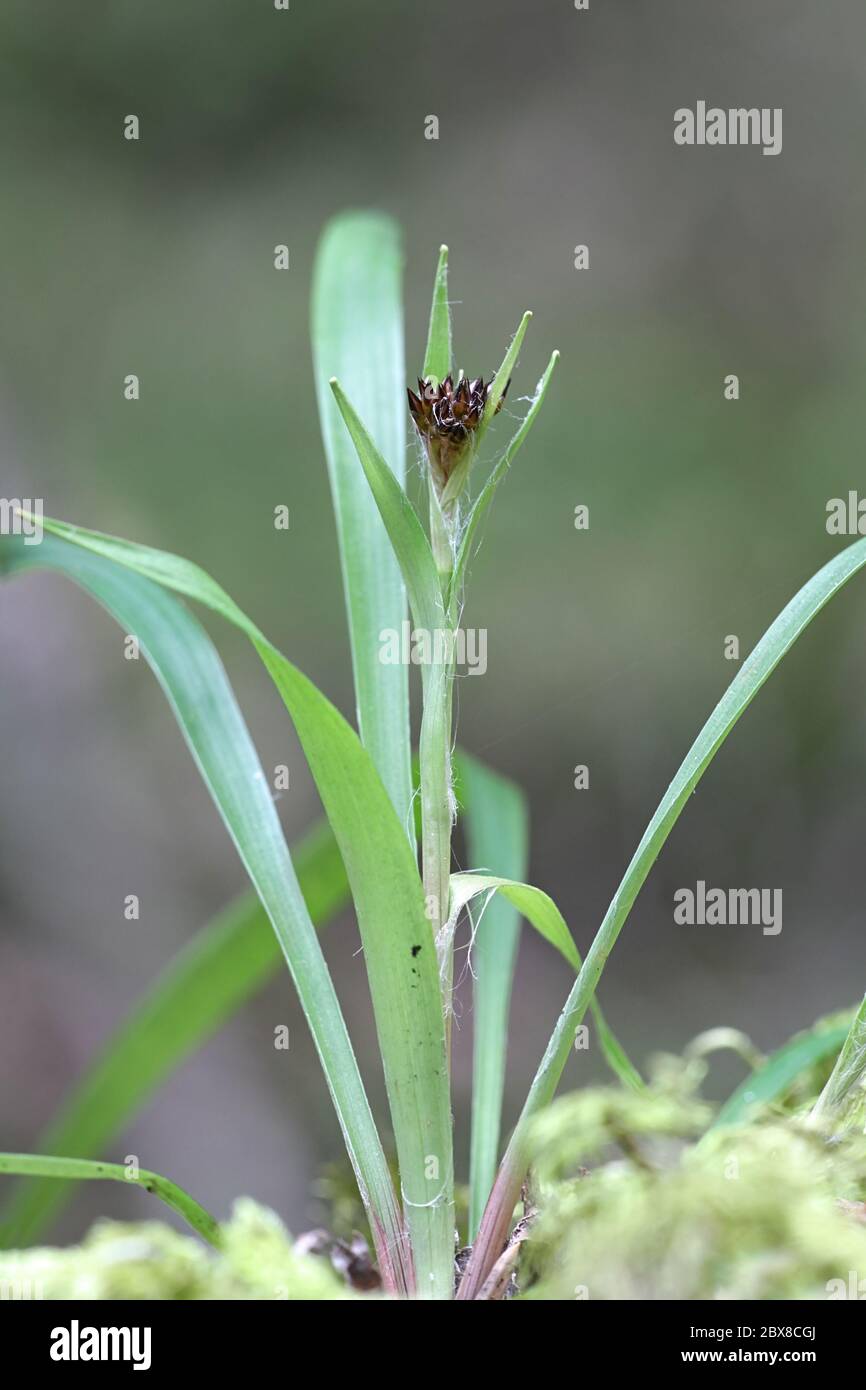 Luzula pilosa, conocida como la peluda madera de la planta silvestre de Finlandia Foto de stock