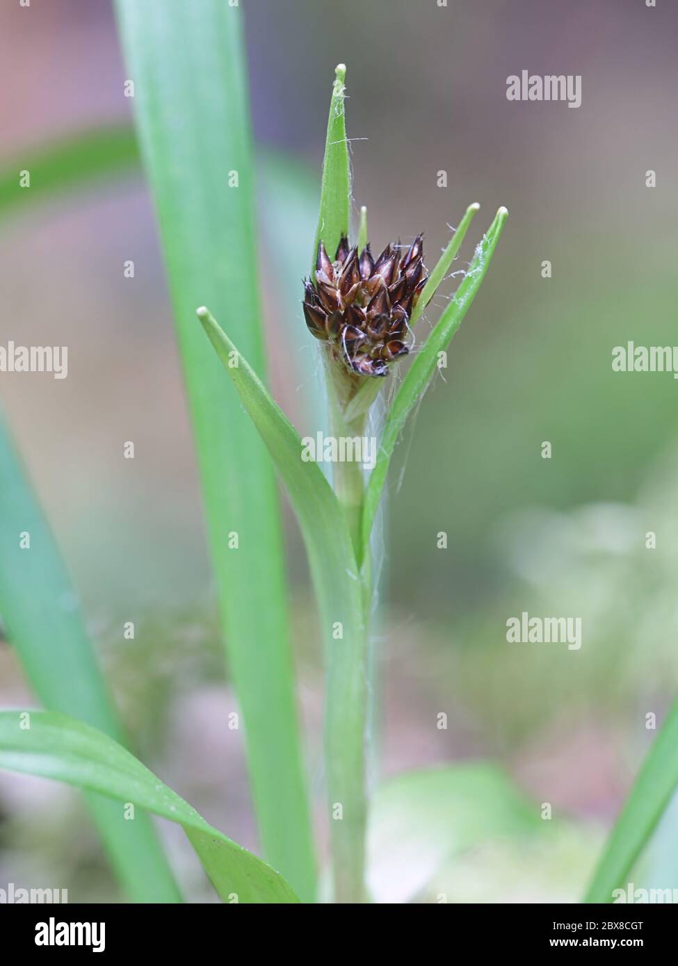 Luzula pilosa, conocida como la peluda madera de la planta silvestre de Finlandia Foto de stock