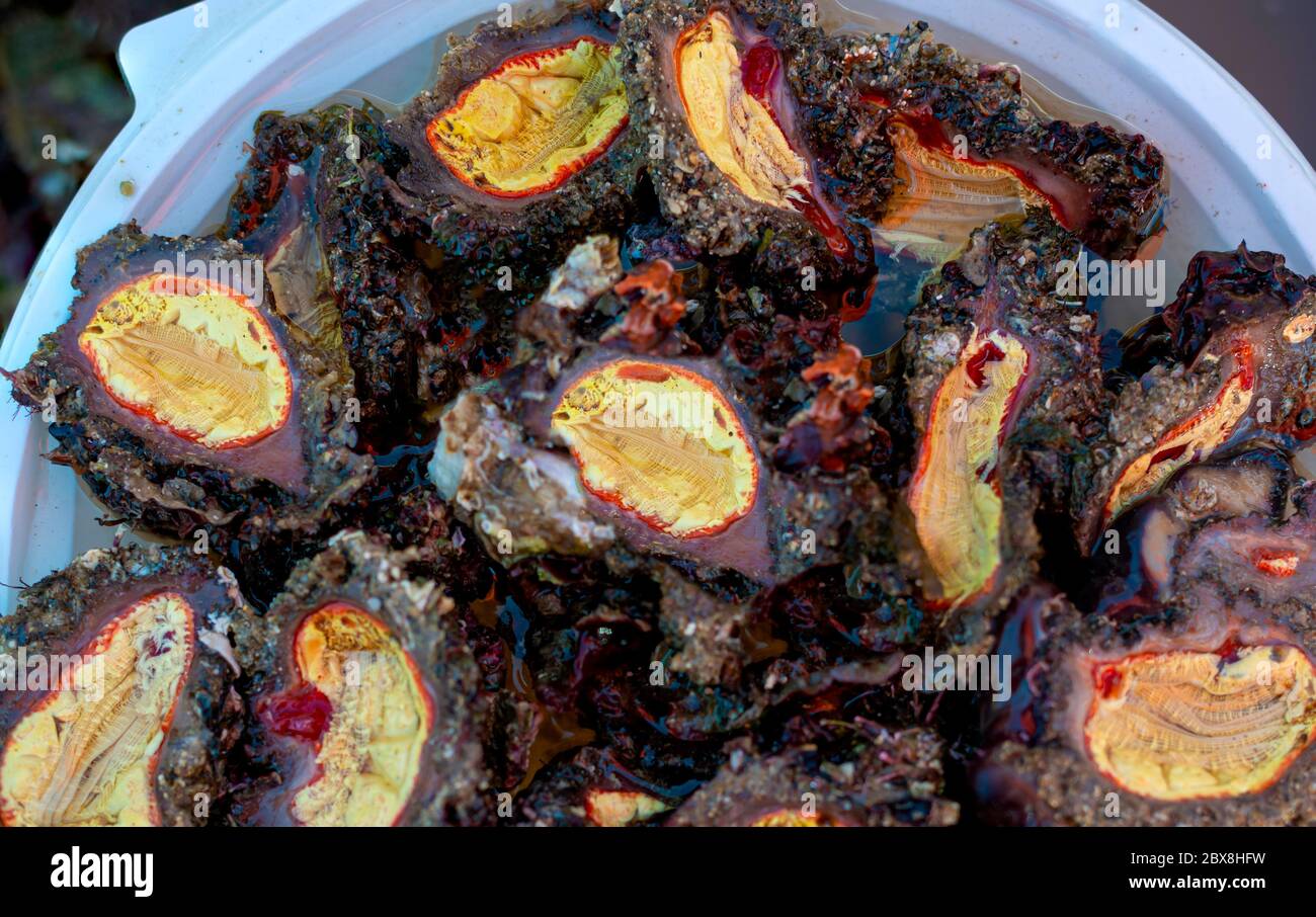 Los Taratuffi también conocidos como limones de mar, son una especie de  trufa de esponja marina, con un sabor muy fuerte que trae a la mente ácido  fenico, su fruto varía Fotografía