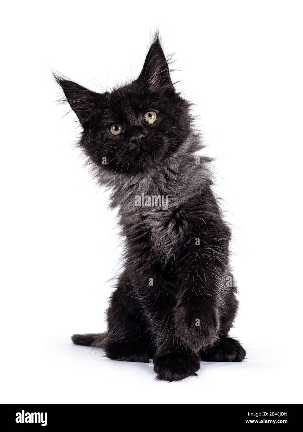 Majestuoso humo negro Maine Coon gato gatito, sentado frente con un pata  juguetón en el aire. Mirando por encima de la cámara con ojos brillantes.  Aislado sobre blanco Fotografía de stock -