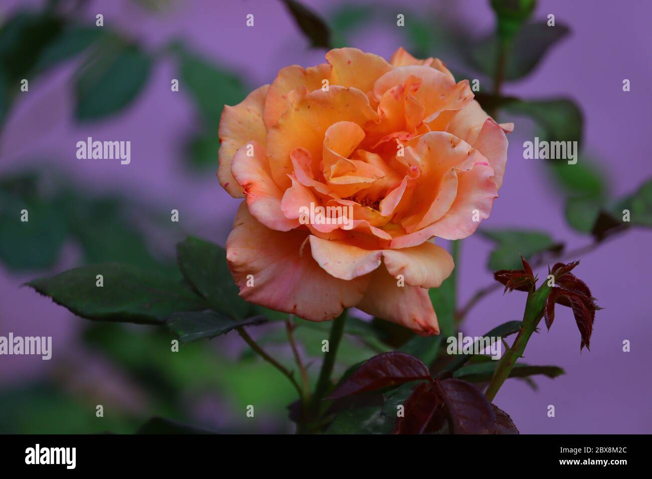 imagen de flor hd de color amarillo oscuro, imagen de flor de color rosa Foto de stock