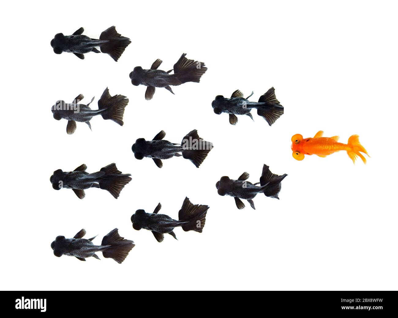 Un pez de oro siguiendo a un grupo de peces de oro negro pequeños aislados sobre fondo blanco representa una idea diferente de hacer negocios. Concepto de negocio. ANI Foto de stock