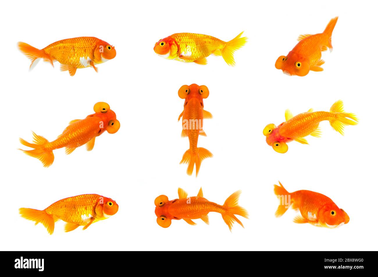 Grupo de peces de colores y de ojos de burbuja peces de colores aislados sobre un fondo blanco. Animal. Mascota. Foto de stock