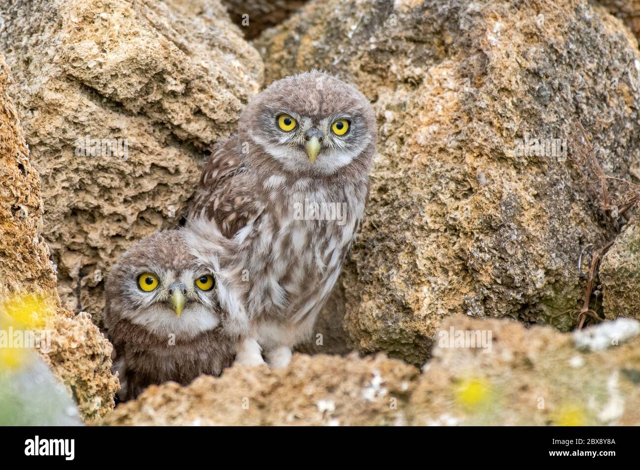 Dos pequeñas lechuzas, Athene noctua, sacando un ojo de un agujero en las rocas. Foto de stock